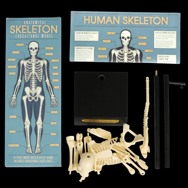 Skeleton Anatomical Educational Model