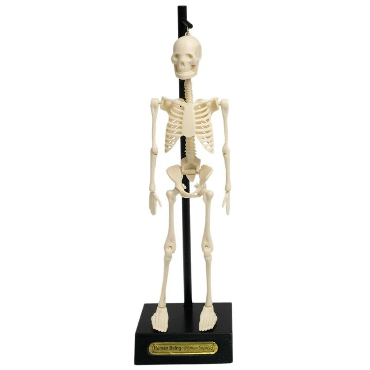 Skeleton Anatomical Educational Model