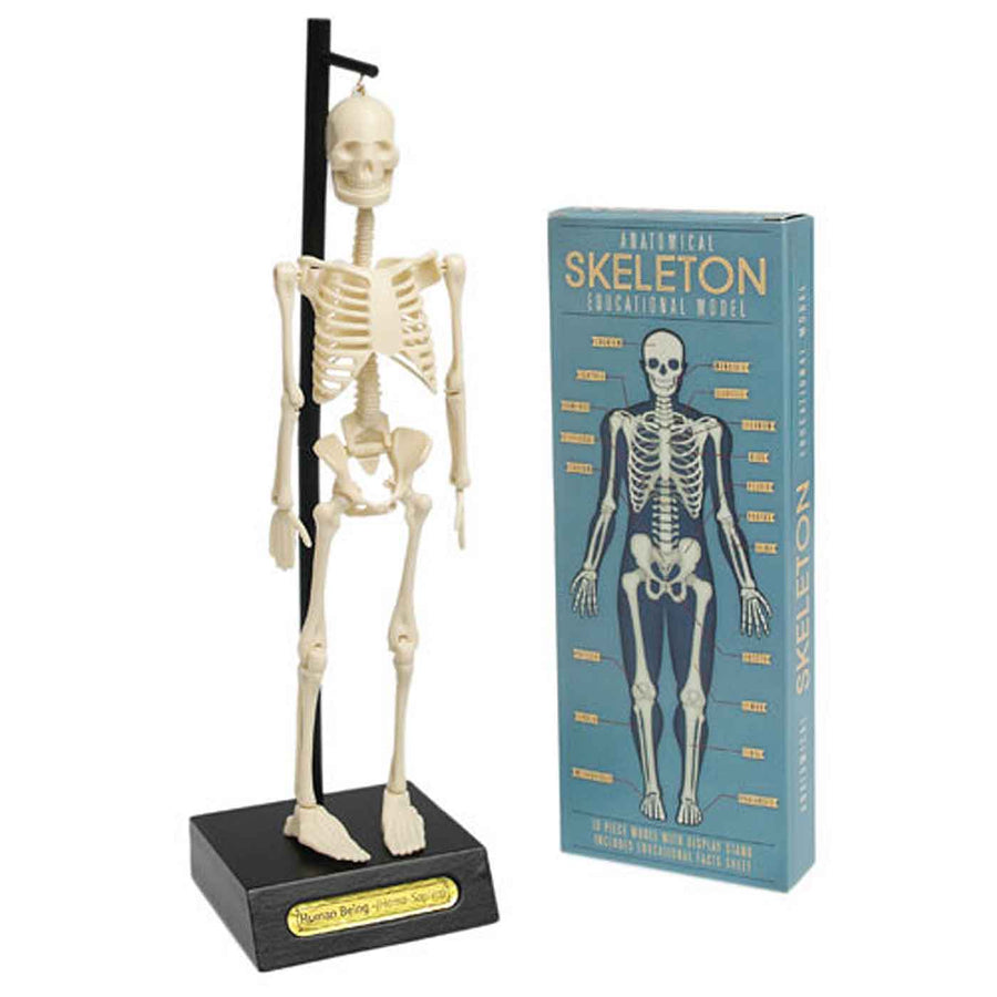 Skeleton Anatomical Educational Model