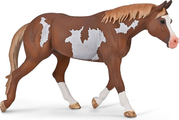 American Paint Horse Stallion Chestnut Overo