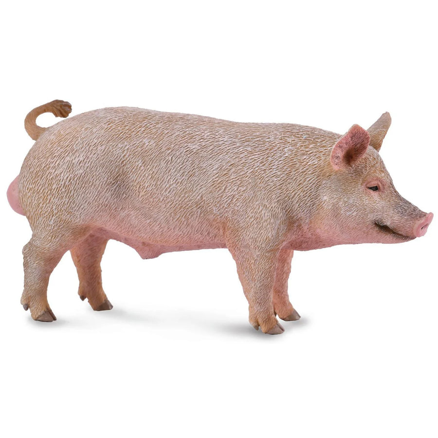 CollectA Boar