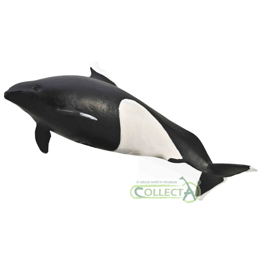 Dall's Porpoise