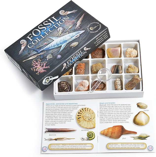 Fossil collection set with box and included fossils on a white background
