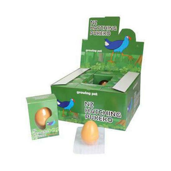 Growing pet Nz Hatching Pukeko