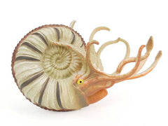Pleuroceras Ammonite Figurine
