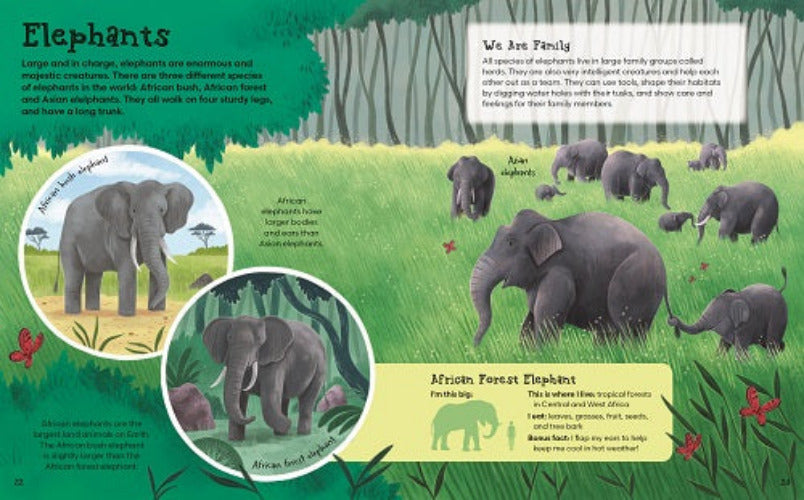 Educational illustration about elephants with text and images of different elephant species.