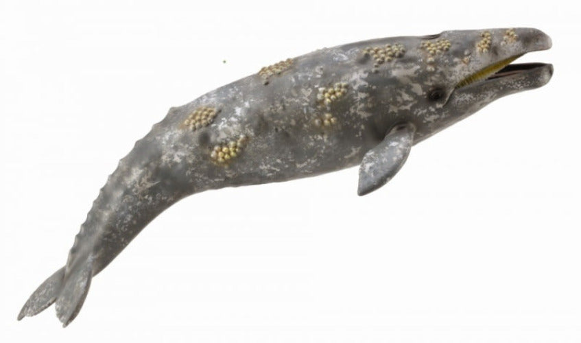 Grey Whale collectA