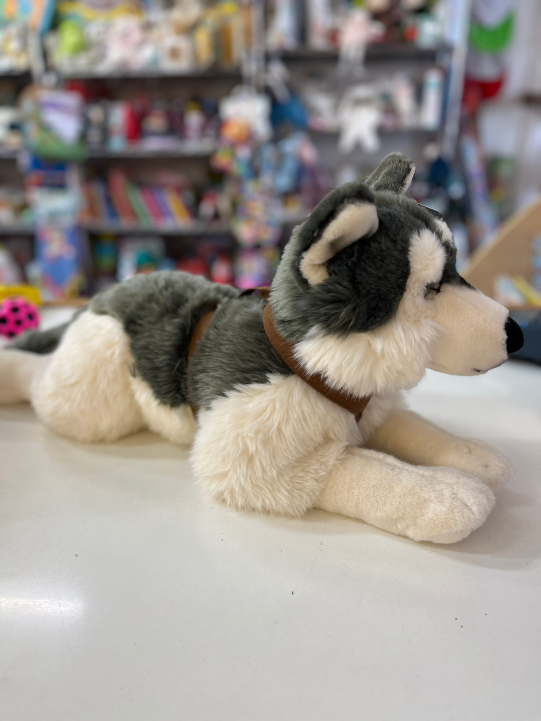 Husky XLarge with harness