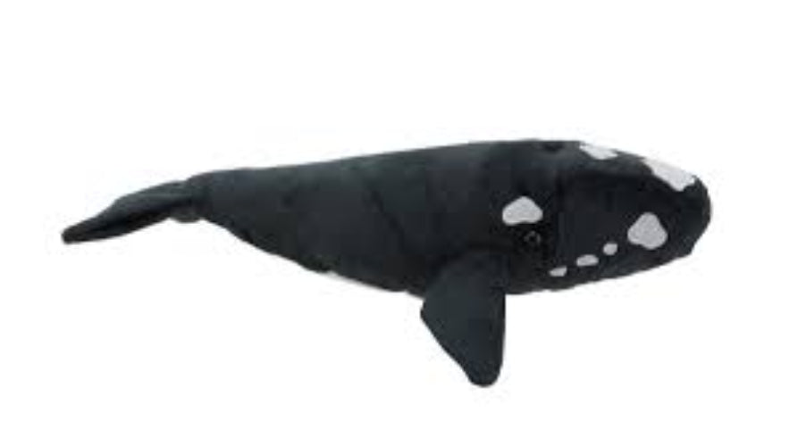 Southern Right Whale Antics