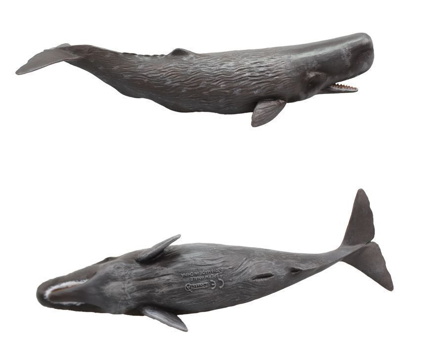 sperm whale collecta