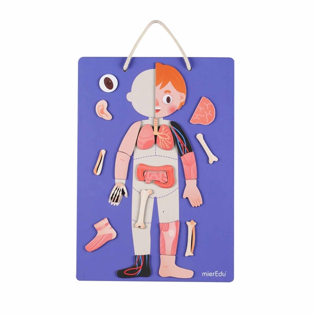 Magnetic Pad Human Anatomy